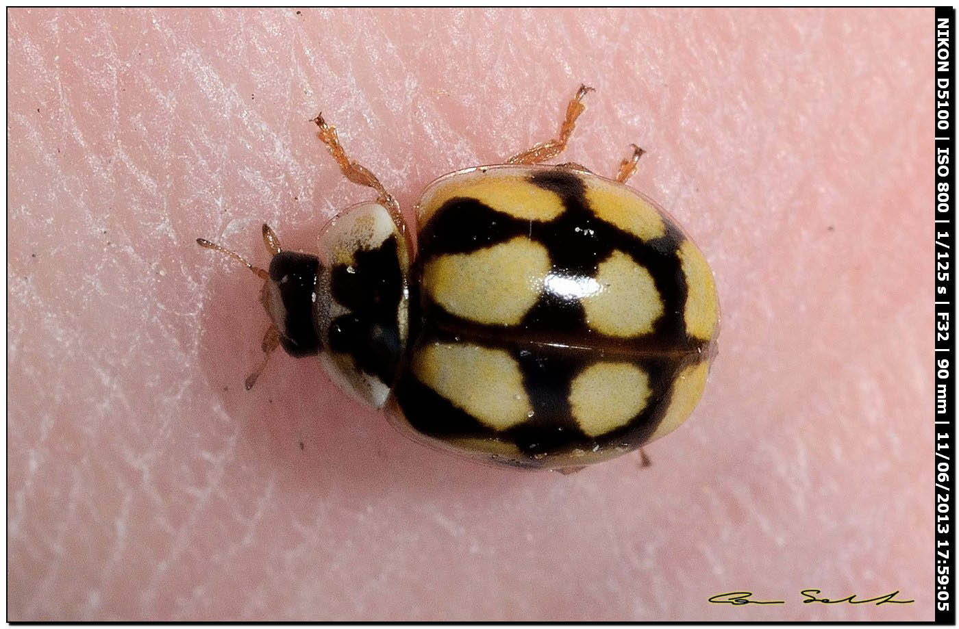 Adalia decempunctata